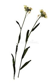 Attēlu rezultāti vaicājumam “Sisymbrium altissimum leaf”