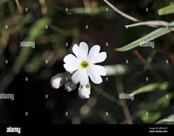 Attēlu rezultāti vaicājumam “Primula farinosa flower”