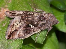 Attēlu rezultāti vaicājumam “Autographa gamma”