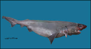 Image result for Hexanchus griseus