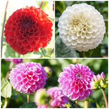 Image result for Dahlia `Snowflake`