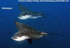 Image result for Aetobatus ocellatus