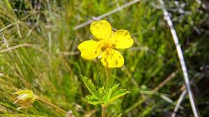 Attēlu rezultāti vaicājumam “Potentilla erecta flower”