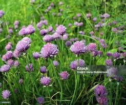 Attēlu rezultāti vaicājumam “Allium schoenoprasum flower”