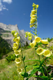 Image result for Digitalis lutea