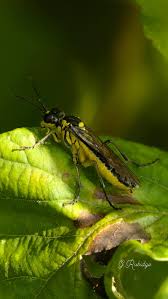 Attēlu rezultāti vaicājumam “Tenthredo mandibularis”