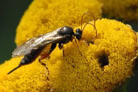 Attēlu rezultāti vaicājumam “Ancylis apicella”