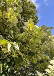 Attēlu rezultāti vaicājumam “Tilia tomentosa flower”