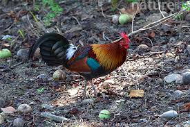 Attēlu rezultāti vaicājumam “Gallus male”