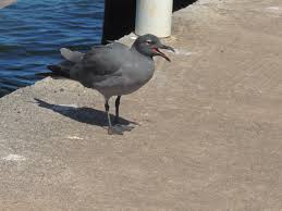 Attēlu rezultāti vaicājumam “Fuligo laevis”