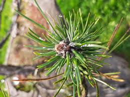 Attēlu rezultāti vaicājumam “Licea pusilla macro”