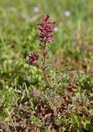Image result for Fumaria officinalis
