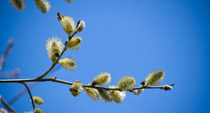 Attēlu rezultāti vaicājumam “Salix aurita bud”