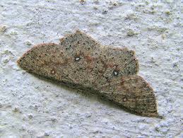 Attēlu rezultāti vaicājumam “Cyclophora pendularia”