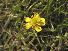 Attēlu rezultāti vaicājumam “Ranunculus flammula”