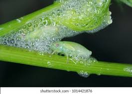 Attēlu rezultāti vaicājumam “Aphrophoridae nymph”