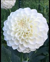 Image result for Dahlia `Snowflake`
