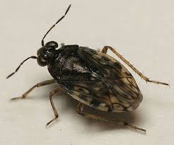 Attēlu rezultāti vaicājumam “Saldula saltatoria”