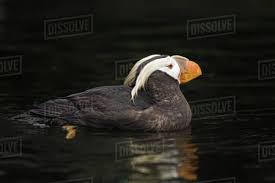 Image result for Fratercula cirrhata