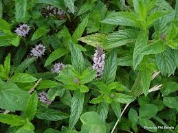 Attēlu rezultāti vaicājumam “Mentha spicata”