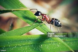 Attēlu rezultāti vaicājumam “Formicidae”