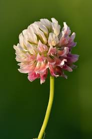 Attēlu rezultāti vaicājumam “Trifolium spadiceum flower”