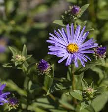 Image result for Aster amellus
