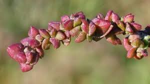 Attēlu rezultāti vaicājumam “Chenopodiaceae”
