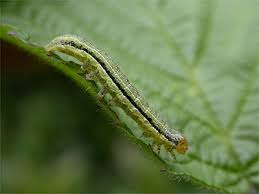 Attēlu rezultāti vaicājumam “Orthosia gracilis”