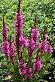 Image result for Blutweiderich