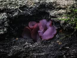 Attēlu rezultāti vaicājumam “Ascocoryne cylichnium”