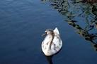 An Ugly Duckling. There are plenty of wildfowl to be seen on the Lagan Canal - via Daymix