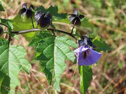 Attēlu rezultāti vaicājumam “Nicandra physalodes”