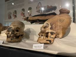 Image result for elongated skulls