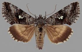 Attēlu rezultāti vaicājumam “Syngrapha interrogationis”