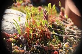 Attēlu rezultāti vaicājumam “Pohlia nutans”