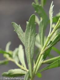 Attēlu rezultāti vaicājumam “Lepidium densiflorum leaf”