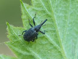 Attēlu rezultāti vaicājumam “Anthonomus phyllocola”