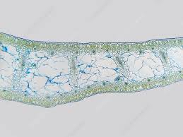 Attēlu rezultāti vaicājumam “Narcissus leaf”