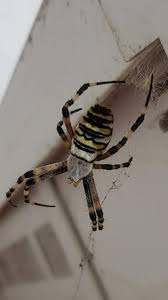 Attēlu rezultāti vaicājumam “Argiope bruennichi”