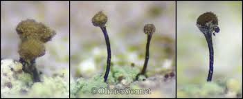 Attēlu rezultāti vaicājumam “Chaenotheca trichialis”