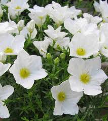 Image result for Nierembergia