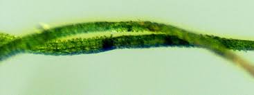 Attēlu rezultāti vaicājumam “Dicranella varia”