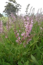 Image result for Salvia pratensis `Rose Rhapsody