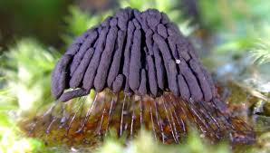 Attēlu rezultāti vaicājumam “Cribraria rubiginosa spores”