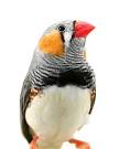 http://www.foxy-shop.com/wp-content/uploads/2011/02/finch1.jpg