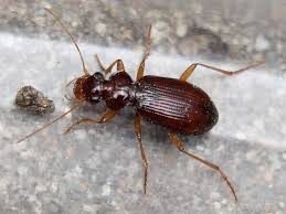 Attēlu rezultāti vaicājumam “Leistus ferrugineus”