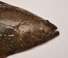 Image result for Hippoglossus hippoglossus