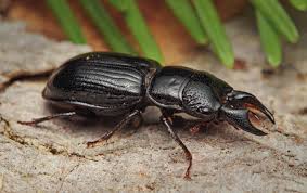 Attēlu rezultāti vaicājumam “Ceruchus chrysomelinus imago”