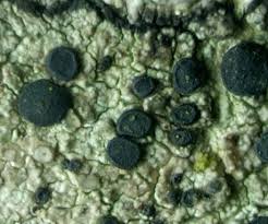 Attēlu rezultāti vaicājumam “Lecidella elaeochroma”